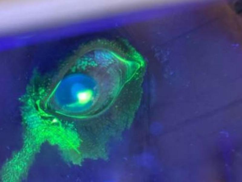 What's the Diagnosis? By Dr. Edward Guo