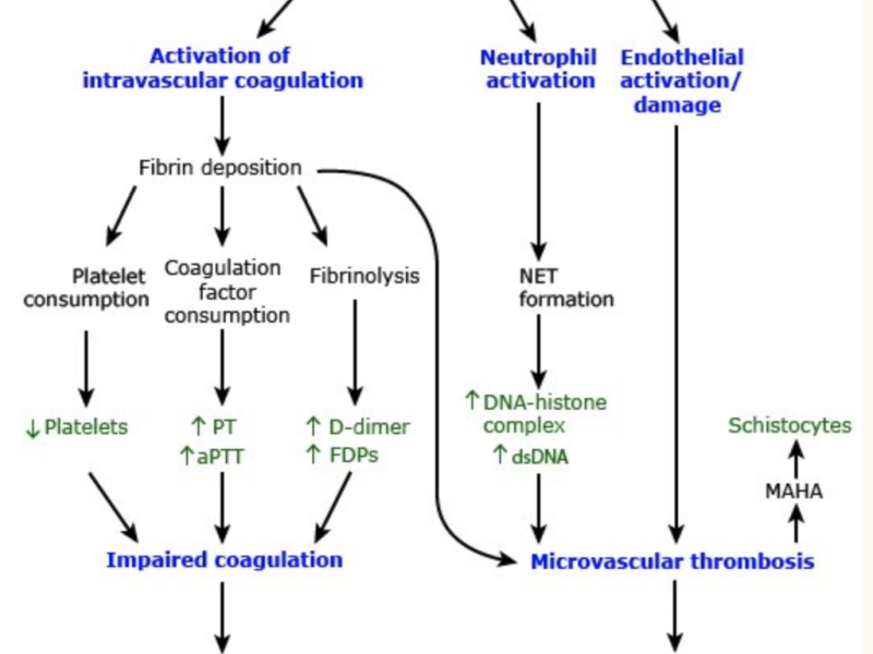 DIC with Dr. Alyssa Sinko